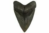 Fossil Megalodon Tooth From Georgia - Repaired #338612-1